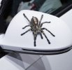 3D-Car-Sticker-Animals-Bumper-Spider-Gecko-Scorpions-For-Renault-Kaptur-Koleos-Megane-Latitude...jpg