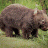 The_Wombat